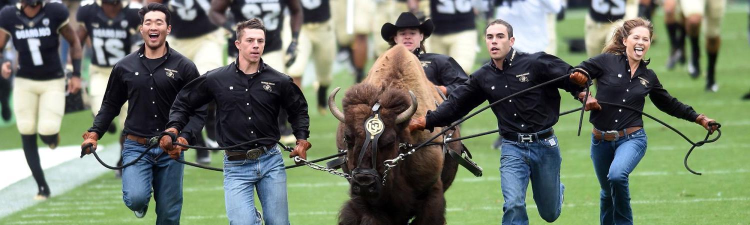 Ralphie running on Folsom Field with her handlers