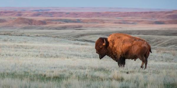 buffalo in a field 