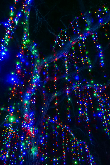 multicolor Zoo Lights