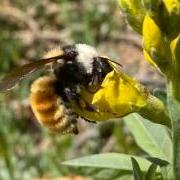 white-shouldered bumblebee on yellow goldenbanner flower