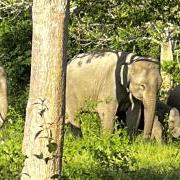 Asian elephants in Thailand's Kui Buri National Park 