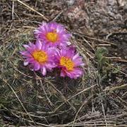 Single mountain ball cactus blooming with pink flowers