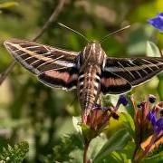 White-lined hovering moth