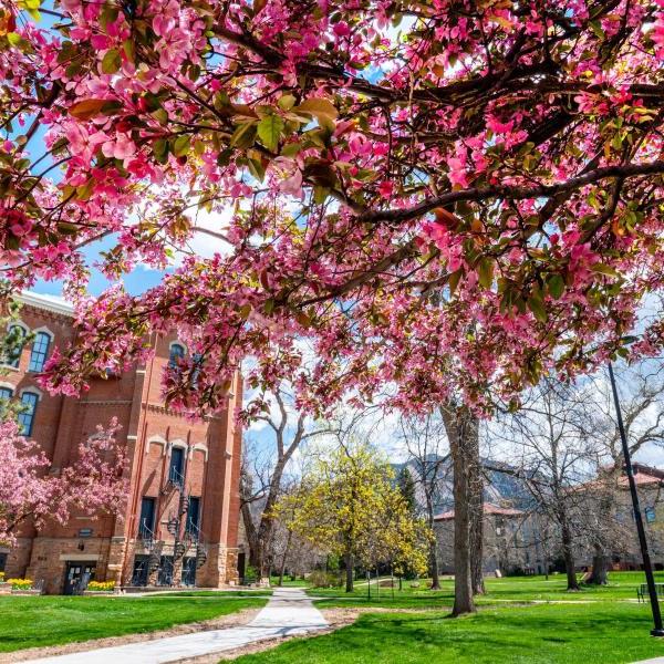 Blossoming trees on campus