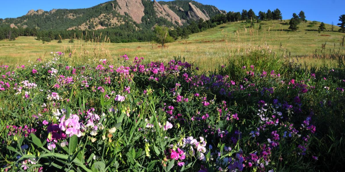 Chautauqua Flatirons, purple flowers