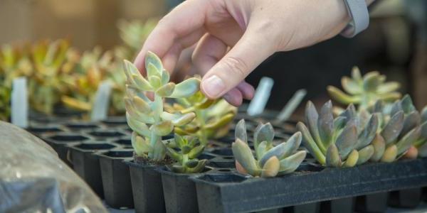 H和 touching the leaves of a potted succulent plant.