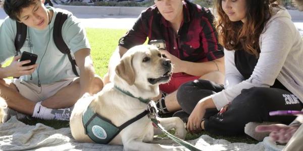 学生在校园里抚摸一只治疗犬