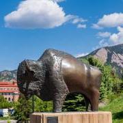 buffalo statue on campus