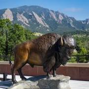 Buffalo statue on the CASE building