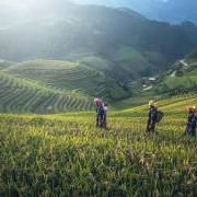 People on rice terraces