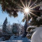 科罗拉多大学博尔德校区的松树被雪覆盖